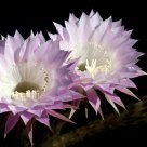 Jack's Pink Lily Cactus